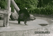 搞笑的黑猩猩走路像跳舞一样(点击浏览下一张趣图)