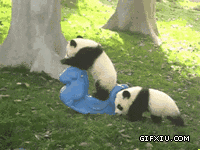 搞笑的两个小熊猫宝宝(点击浏览下一张趣图)
