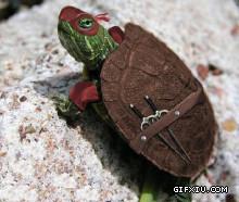 给你见识下真正的忍者龟(点击浏览下一张趣图)