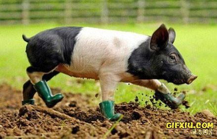 穿胶鞋的猪猪(点击浏览下一张趣图)