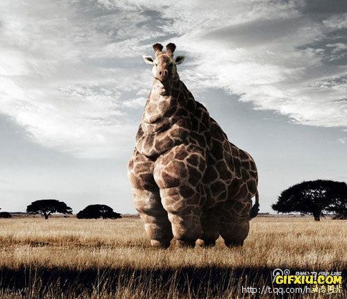 肥肥的长颈鹿该减肥了(点击浏览下一张趣图)