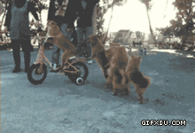 搞笑的狗狗们骑自行车卖艺(点击浏览下一张趣图)