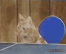 爆笑gif图小猫玩乒乓球对打(点击浏览下一张趣图)