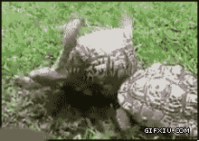 乌龟搞笑动态图片(11)(点击浏览下一张趣图)