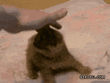 超级可爱卖萌的卷耳猫猫太可爱了(点击浏览下一张趣图)