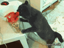 可恶的小猫偷吃主人的西瓜解暑(点击浏览下一张趣图)