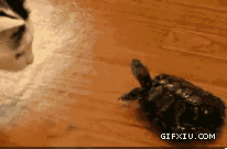 乌龟搞笑动态图片(10)(点击浏览下一张趣图)