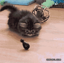 毛茸茸的可爱猫咪玩不倒翁(点击浏览下一张趣图)