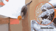 超酷的投篮的乔丹猫(点击浏览下一张趣图)