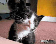 可爱卖萌打瞌睡的可爱猫咪的表情可爱死了(点击浏览下一张趣图)