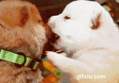 让人陶醉的两个狗狗的法式亲吻(点击浏览下一张趣图)