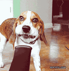 搞笑的狗狗对着吹风机玩耍(点击浏览下一张趣图)