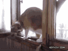 绝对震撼让玩杂技看到都自卑的猫咪超强的平衡能力(点击浏览下一张趣图)