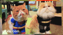 超级可爱够萌的超人猫咪：我们是来拯救地球的~(点击浏览下一张趣图)