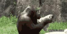 黑猩猩要逆天了，用毛巾洗脸人类要小心了(点击浏览下一张趣图)