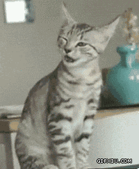 搞笑的小猫打喷嚏(点击浏览下一张趣图)