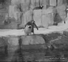 淘气的企鹅推兄弟下水哈哈(点击浏览下一张趣图)