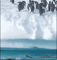 会飞的企鹅：qq登陆成功(点击浏览下一张趣图)
