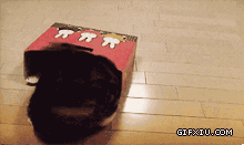 小猫这个盒子真的装不下你：好可爱的小猫(点击浏览下一张趣图)