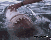 你敢这么抚摸大白鲨吗(点击浏览下一张趣图)