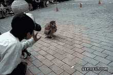 可爱的猫头鹰在大街上卖萌了(点击浏览下一张趣图)