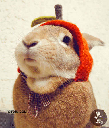 大吃货可爱的兔子(点击浏览下一张趣图)
