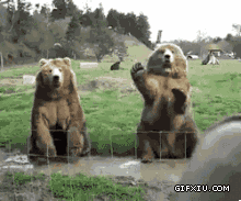 可爱的两只大灰熊招手呢(点击浏览下一张趣图)