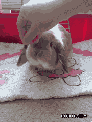 可爱的吃货兔子卖萌(点击浏览下一张趣图)