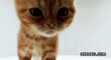可爱的小猫对着视频卖萌呢(点击浏览下一张趣图)