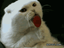 小可爱的猫咪爱吃棒棒糖，可好吃了吧(点击浏览下一张趣图)
