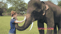 你妹的连大象都喜欢美女用鼻子向美女招手(点击浏览下一张趣图)