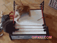 两只可爱的毛茸茸的猫咪打拳击比赛(点击浏览下一张趣图)