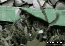 可爱的小猫咪和仙人掌干上了(点击浏览下一张趣图)
