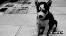 激光眼的科幻狗狗(点击浏览下一张趣图)