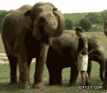 跟大象握手毫无压力啊(点击浏览下一张趣图)