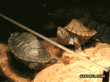小龟龟你看到什么了这么惊讶(点击浏览下一张趣图)