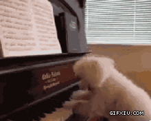 这小狗弹钢琴最后那个动作好有气场啊(点击浏览下一张趣图)