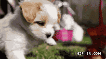 可爱的小短腿狗狗与猫头鹰宝宝亲密接触(点击浏览下一张趣图)
