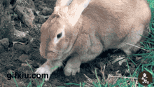 小兔兔你在地上扒什么呢(点击浏览下一张趣图)
