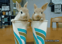 两只可爱的小兔子钻到纸杯里了(点击浏览下一张趣图)