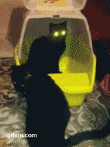 刚买的激光眼的猫咪(点击浏览下一张趣图)