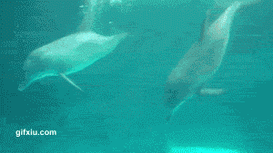 好会玩的海豚在水底吐泡泡自己玩呢(点击浏览下一张趣图)