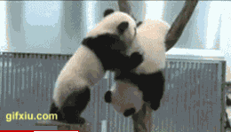  一群可爱的熊猫打架呢(2)(点击浏览下一张趣图)