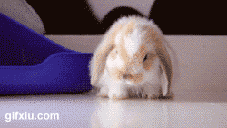 可爱卖萌的小兔子(点击浏览下一张趣图)