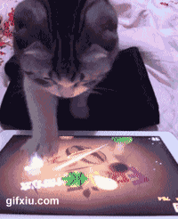 小猫会玩平板电脑了(点击浏览下一张趣图)