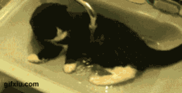 好漂亮的小猫洗澡：主人水有点凉啊(点击浏览下一张趣图)