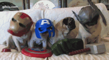 哪家的二货主人给小猫咪们用西瓜皮做的头盔(点击浏览下一张趣图)