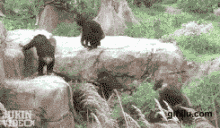 威武的黑猩猩秒杀小猫咪，喵咪的平衡能力真强啊(点击浏览下一张趣图)