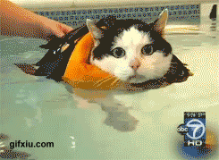 会游泳的猫咪(点击浏览下一张趣图)