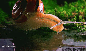 你见过蜗牛喝水吗？(点击浏览下一张趣图)